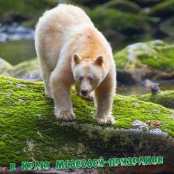   - / Moksgmol: The Quest for the Spirit Bear (2012) HDTVRip