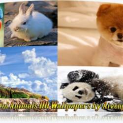 Wallpapers - Beautiful Animals HD Wallpapers [JPEG]