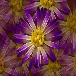 Purple daisies -  
