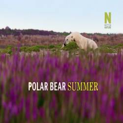    / Polar Bear Summer (2015) SATRip
