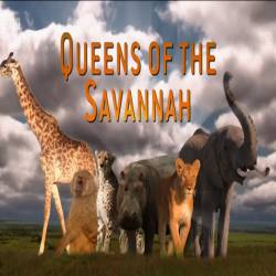   (1 : 3   3) / Queens Of The Savannah (2009) HDTVRip