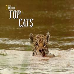   /     / Top Cats (2014) HDTV 1080i