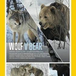    / Wolf vs. Bear (2018) HDTV 1080i