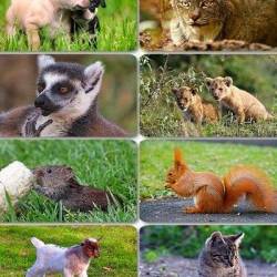 Funny Animals Wallpapers 3
