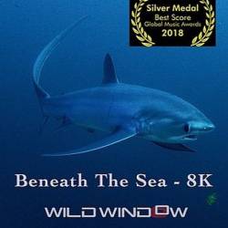    -    / Wild Window: Beneath the Sea (2018) UHDTV 2160p