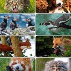 Funny Animals Wallpapers 6