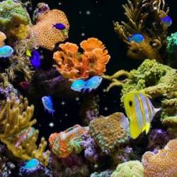Aquarium Live Wallpaper v1.6 (Mod Ad Free)