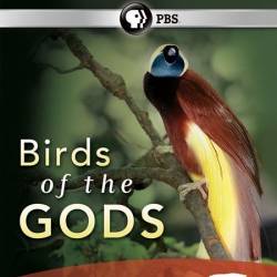  .   / Natural World. Birds of Paradise (PBS Nature. Birds of the Gods) (2010) BDRip