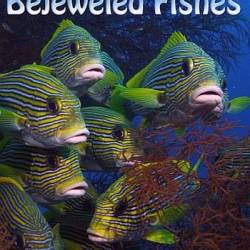    -   / Wild Window Bejeweled Fishes (2017) UHDTV 2160p - , , 