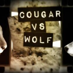    / Cougar vs Wolf / Cougar vs. Wolf (2013) HDTV 1080i