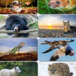 Funny Animals Wallpapers 4