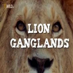   /    / Lion Gangland (2014) HDTV 1080i