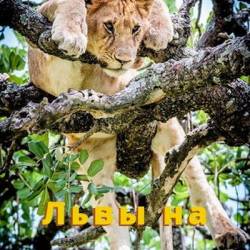    / Tree Climbing Lions (2018) HDTV 1080i