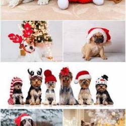 Cute dogs in santa hat set stock photo (JPG)
