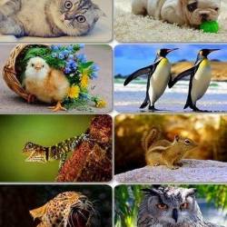 Funny Animals Wallpapers 1