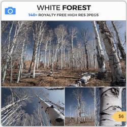 PHOTOBASH - WHITE FOREST
